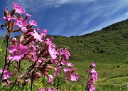 11 Sul sent. 116 fioriture di Silene dioica